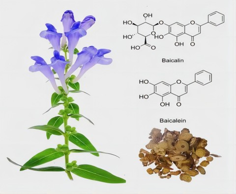 2. Scutellaria baicalensis