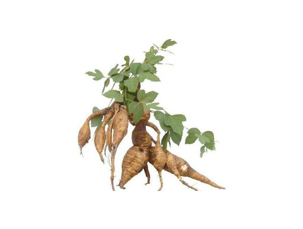 Экстракт корня Кудзу