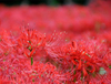 Экстракт травы Lycoris Radiata