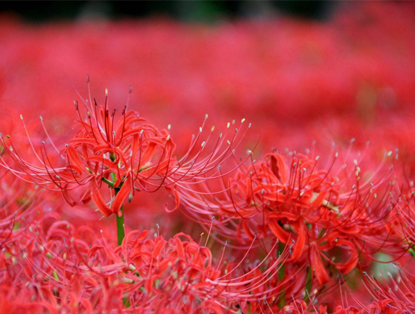 Экстракт травы Lycoris Radiata
