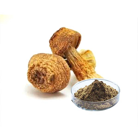 Экстракт медицинского гриба Agaricus Blazei