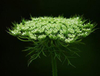 Экстракт Cnidium Monnieri