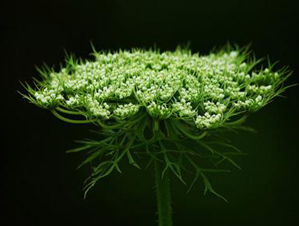 Экстракт Cnidium Monnieri
