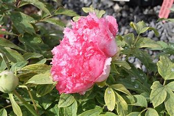 Пион Paeonia Ranunculaceae