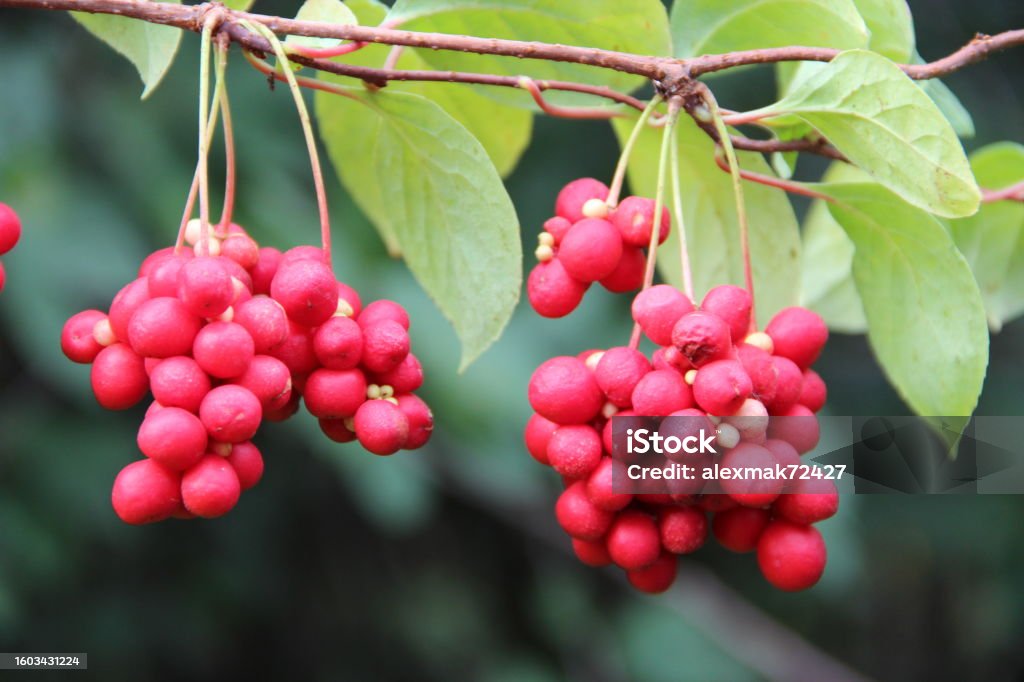 isstockphoto-1603431224-1024x1024
