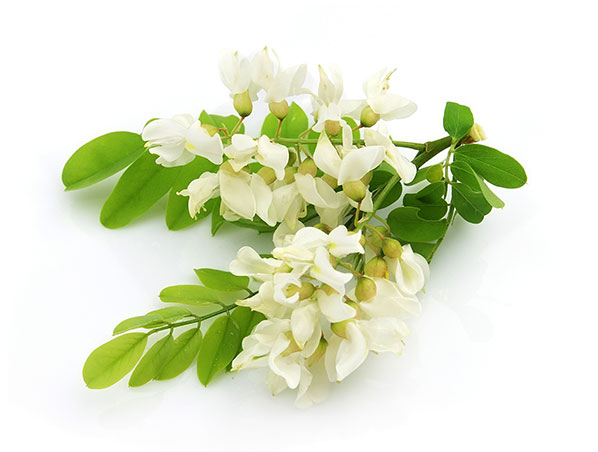 Рутин