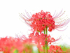 Экстракт травы Lycoris Radiata