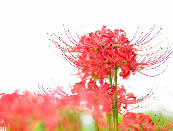 Экстракт травы Lycoris Radiata