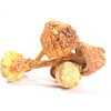 Экстракт медицинского гриба Agaricus Blazei