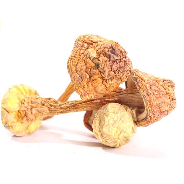 Экстракт медицинского гриба Agaricus Blazei