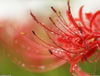 Экстракт травы Lycoris Radiata