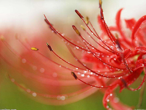Экстракт травы Lycoris Radiata