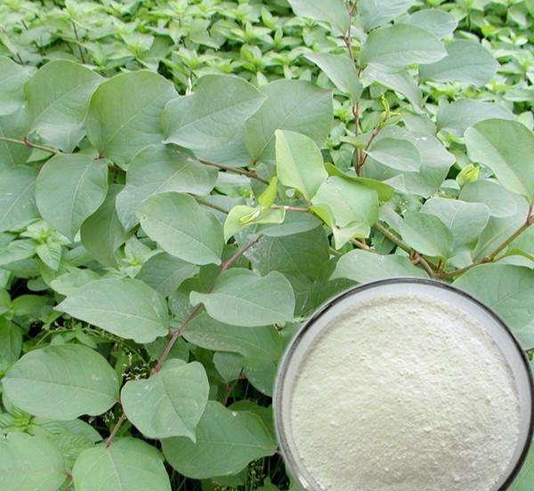 Транс-ресвератрол / экстракт Polygonum Cuspidatum