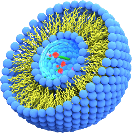 Liposome