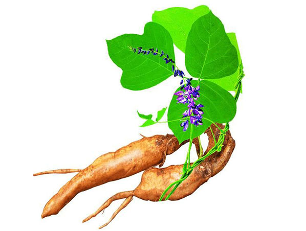Экстракт корня Кудзу