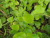 Экстракт Стефании цефаранты Хайата