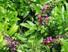 Экстракт Каскара Саграда