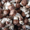 Экстракт медицинского гриба Agaricus Blazei