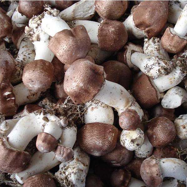 Экстракт медицинского гриба Agaricus Blazei