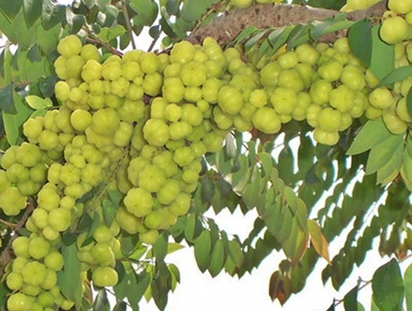 Экстракт Амлы 