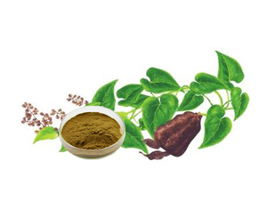 Экстракт Фо Ти