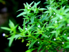 Экстракт Hedyotis Diffusa