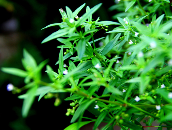 Экстракт Hedyotis Diffusa