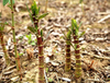 Транс-ресвератрол / экстракт Polygonum Cuspidatum