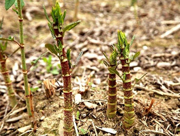 Транс-ресвератрол / экстракт Polygonum Cuspidatum