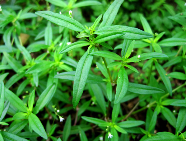 Экстракт Hedyotis Diffusa