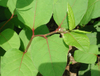 Транс-ресвератрол / экстракт Polygonum Cuspidatum