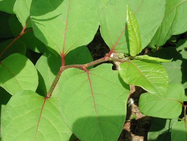 Транс-ресвератрол / экстракт Polygonum Cuspidatum