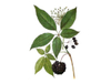 Экстракт сибирского женьшеня