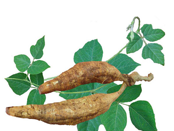 Экстракт корня Кудзу