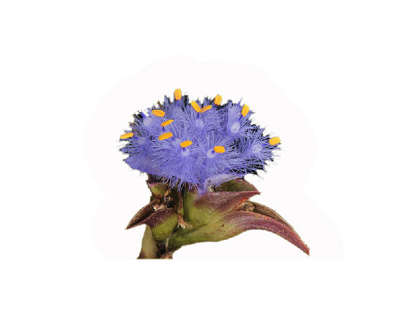 Экдистерон из экстракта Cyanotis Arachnoidea