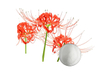 Экстракт травы Lycoris Radiata