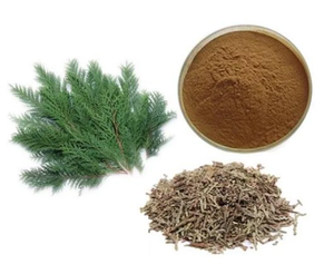 Порошок экстракта листьев Platycladus Orientalis